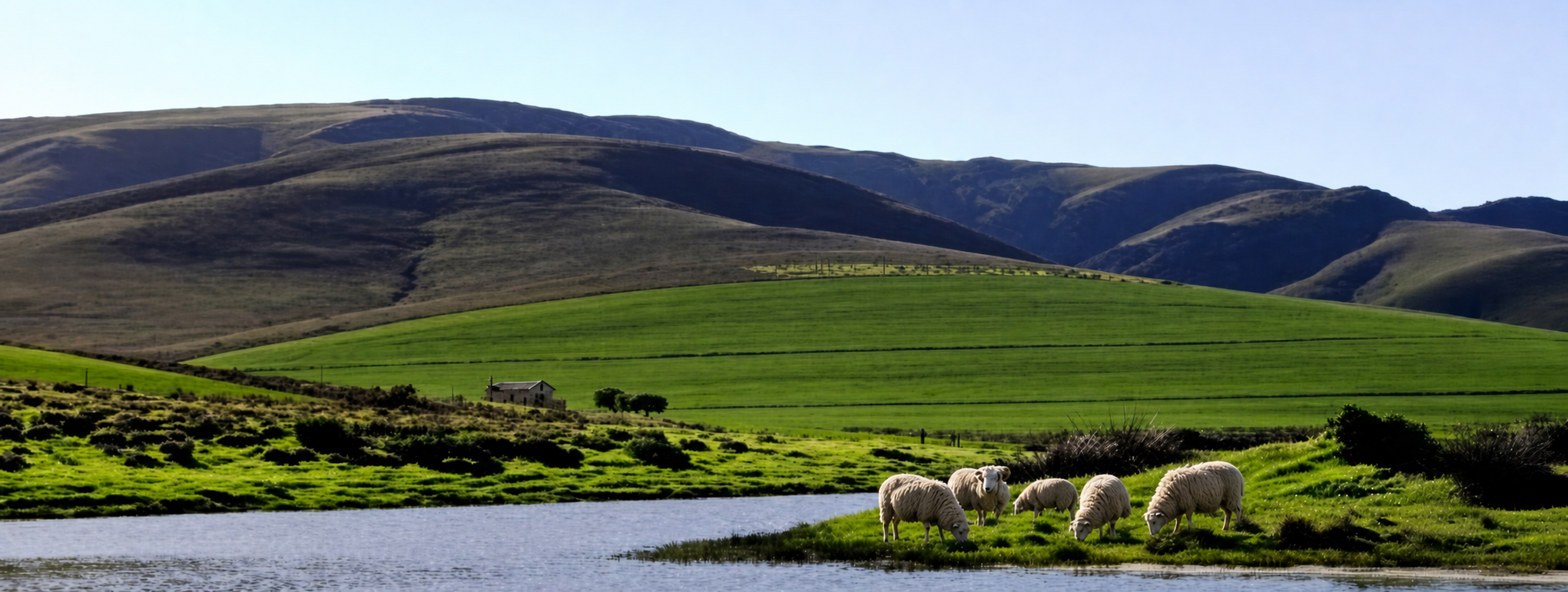 Sheep grazing beside a farm dam with green fields and hills beyond