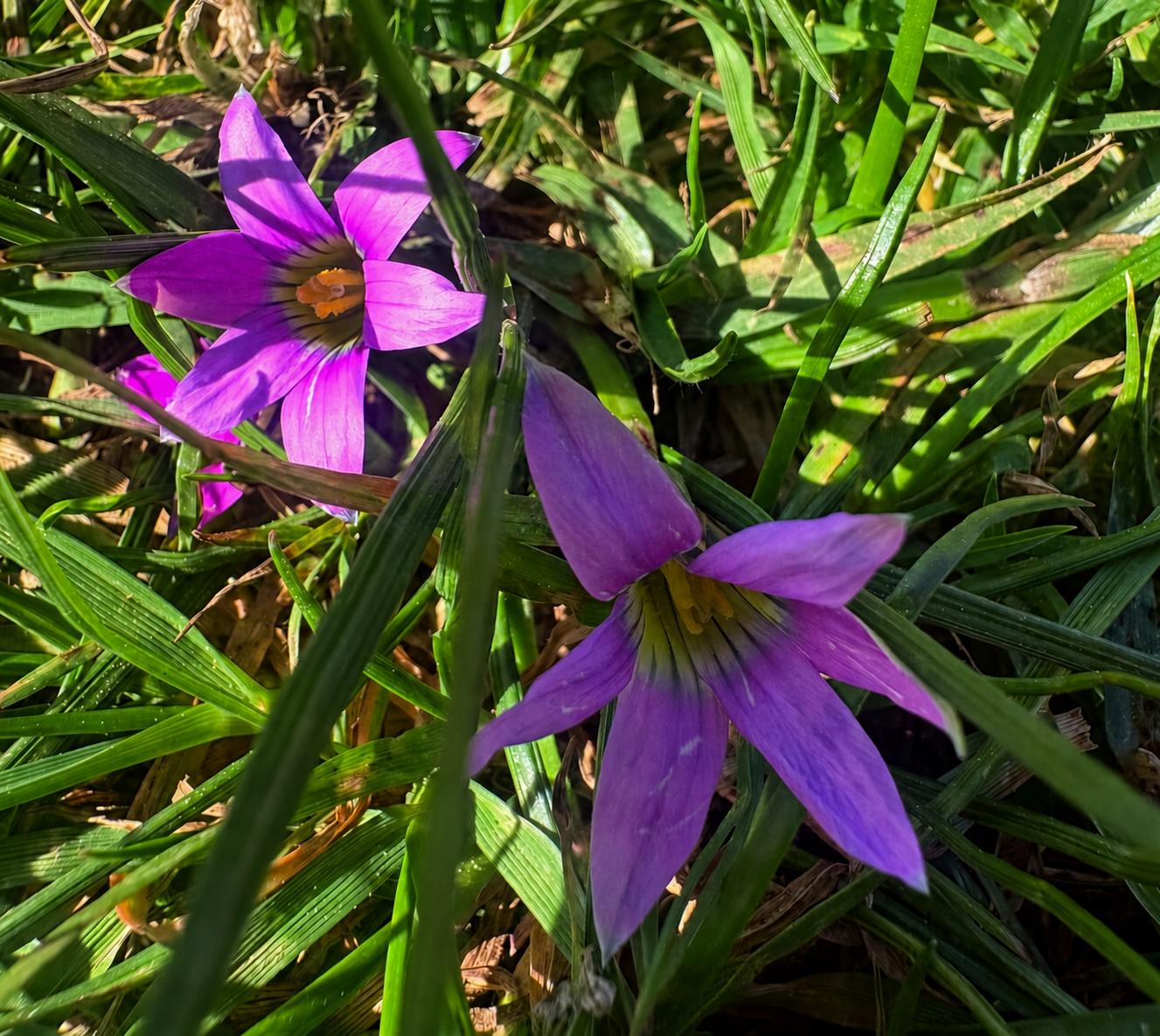 Purple local flowers growing among sunlit green leaves